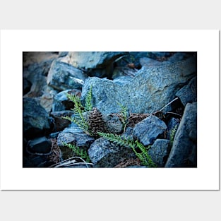 Tiny Ferns and Pinecone Posters and Art